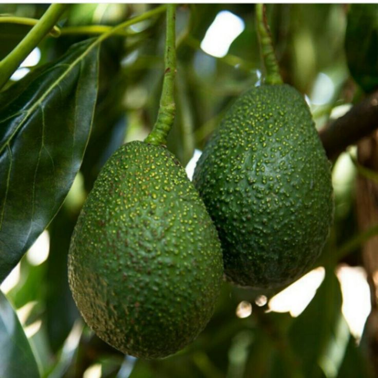 Onocado Farm Enterprises – Hass Avocados Premium Hass avocados from Njombe Highlands, Tanzania