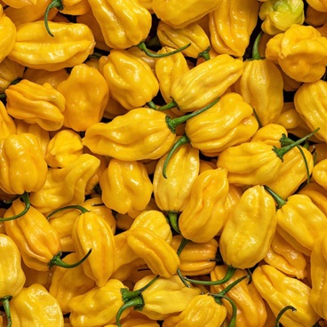 Onocado Farm Enterprises – Habanero Chilies Fresh habanero chilies from Njombe Highlands, Tanzania